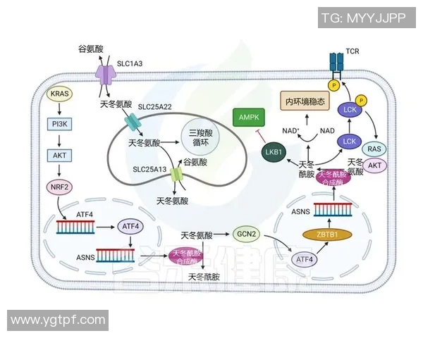 探索iGCrisp的独特魅力与创新之路,揭示其背后的品牌故事与市场战略 探索iGCrisp的独特魅力与创新之路,揭示其背后的品牌故事与市场战略