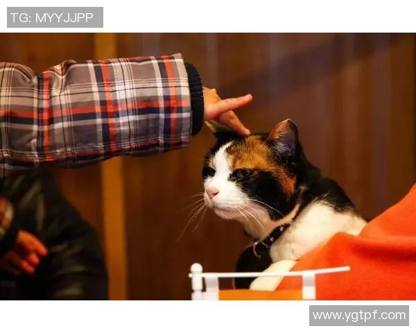 童家堡的野猫突袭记:探秘神秘村庄的猫咪传奇与人文故事 童家堡的野猫突袭记:探秘神秘村庄的猫咪传奇与人文故事